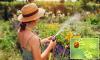 August gardening checklist: How to help your garden survive the heatwave - and create a haven to attract the 'gardener's best ally', the ladybird, even during a dry spell