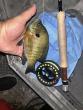 Arkansas Outdoors: Fly fishing outing turns into showdown under the stars