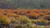 Australia's hidden peat fires can choke wetlands, but careful burns may help rare species
