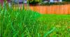 Lawns recover faster and grow greener grass if you do 1 simple gardening task in August