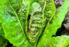 Gardening keeps us on our toes with lessons still to be learned