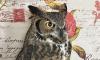 Owl Center celebrating International Owl Day