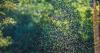 Texans could experience more than skin irritation from insect bites