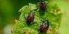 Destructive Japanese scarab beetle gains ground in France