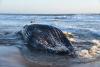 Iceland: 21 anti-whaling activists threatened with deportation