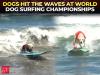World Dog Surfing Championships: Dogs make a splash in California competition