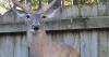 August heat means South Carolina deer hunting season is around the corner