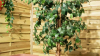 Gardeners can get 'durable and weather-resistant' plant pots for free at Argos this weekend
