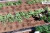 Two Arrested After Police Destroy Over 1,100 Cannabis Plants in Northern Albania
