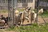 Pennsylvania shelter rescues 29 dogs, 4 horses from abandoned property with no food or water