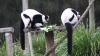 New York's Central Park Zoo debuts twin lemurs, a boost for the critically endangered species