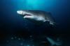 In New York's 'shark summer,' 23 beach closures may say more about surveillance than sharks