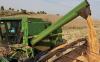 Wheat Shipments Jump 30% As Paraguay Records Strong Agricultural Growth