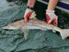UH researchers discover blacktip shark ‘nursery’ in Hilo Bay