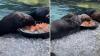 In Canada, sea otters Tofino and Luna were rescued weeks apart, and are now thriving together