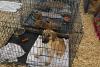 Texas rescuers pull more than 125 dogs from inhumane hoarding conditions after months-long effort