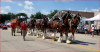 Huge crowds for 65th Annual National Czech Festival