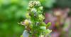 What can gardeners do to stop their vegetables bolting?
