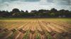Research helping farmers grow food in saltier soil
