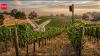 California vineyards used owl boxes to attract barn owls, reducing rodent numbers by up to 52%