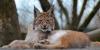 The lynx effect: Lessons learnt from Switzerland and Spain