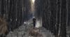 From Athens to Bordeaux, Europe’s wildfire emergency rages on