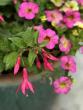 ON GARDENING: This fuchsia is gardener game changer