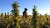 Barr and Craig team up to bring hemp regulation bill to table with 100 days left until ban takes effect