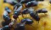 Housefly swarms suffocate UK neighborhoods as residents suffer from persistent pests