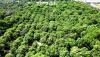North Al Batinah reinforces its position in food-production field