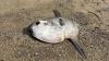 Ocean sunfish washes up on popular beach