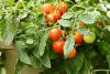 If Your Homegrown Tomatoes Taste Disappointing, These Gardening Tweaks Can Make All the Difference