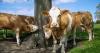 Pressure on Somerset dairy farmers raises concerns over farm viability