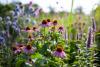 Why Are More Gardeners Letting Seed Heads Stay on Summer Flowers?