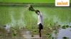 Why India's farm story is about more than just El Niño