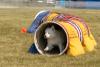 GALLERY: Canada's largest outdoor dog show visits the Foothills