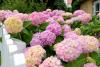 8 Plants You Should Hold Off Deadheading Until After Summer for a Healthier, More Vibrant Garden