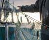 What are we really eating? First online seafood guide in Cyprus launched