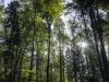 Swiss government cuts funding for forest conservation