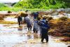Mexico struggles with flood of coastal seaweed