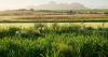Why Spier wine farm is Stellenbosch’s best winter getaway