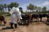 FAO: Crimean-Congo Fever Prevention Campaign Carried Out in 20 Afghan Provinces