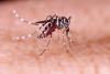 Health officials report 423 fresh cases of dengue inflection, 2 deaths overnight