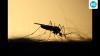 Climate change shifts malaria risk to southern, East Africa: Study