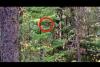 Strange Figure Spotted in Montana Wilderness
