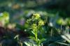 Nama Water Services pilots camelina cultivation for sustainable biofuel
