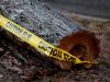 Edmonton confirms four new cases of Dutch elm disease; total now up to 14 trees