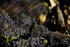 California Winemaker Buys Brand from Bankrupt Tri-Cities Pacific Rim Winery