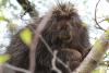 Can You Really Find Porcupines in Kentucky? Here's What to Know