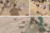 A Journey That Ended in the Grave: The Story of 19 Afghanistan Migrants Who Died in the Deserts of Nimruz